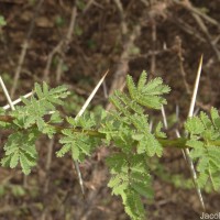 Vachellia planifrons (Wight & Arn.) Ragup., Seigler, Ebinger & Maslin